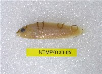 藏品(蓋馬氏盔魚)的圖片